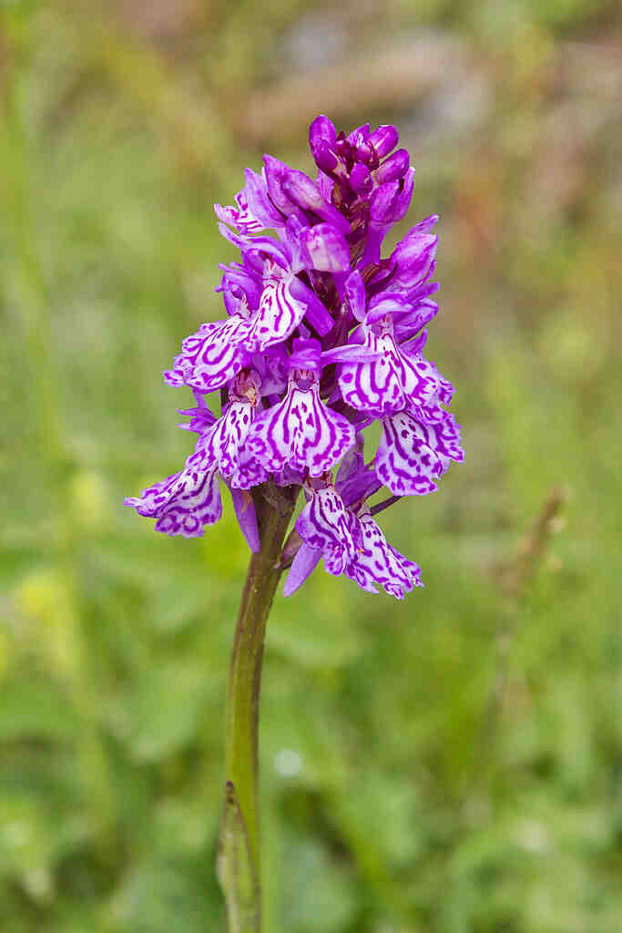 Comment recharger carte Reka ?