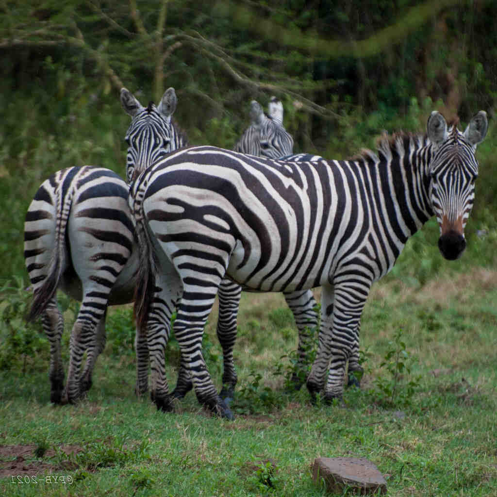 Qui peut être président de séance en AG ?
