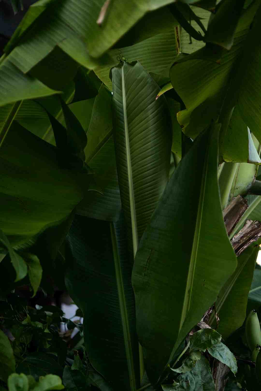 Quelle est la monnaie de Tahiti ?
