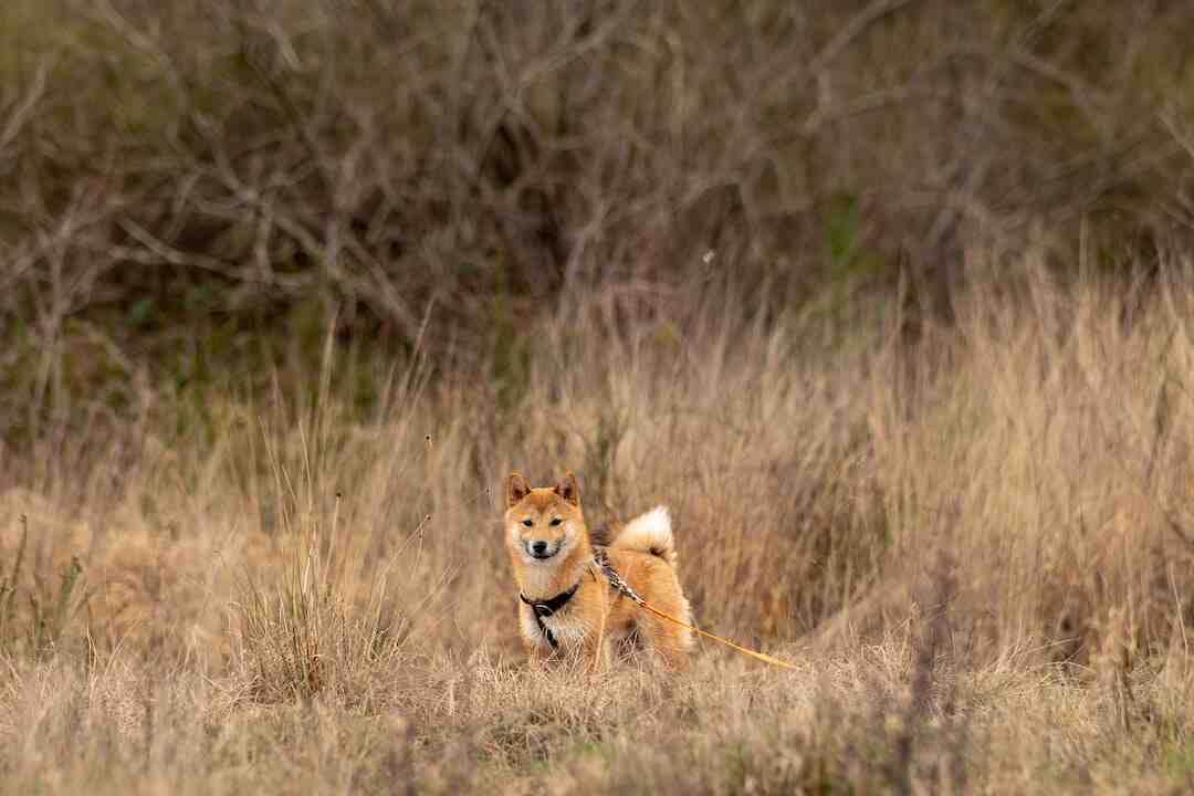 Comment avoir des Shiba Inu gratuitement ?