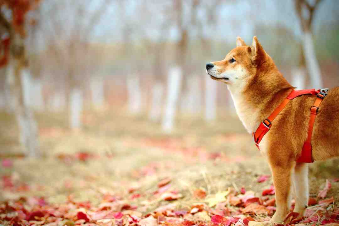 Est-ce que le Shiba Inu aboie ?